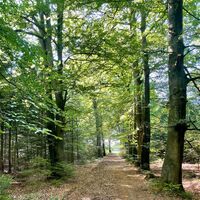Wallinghausener Wald Aurich