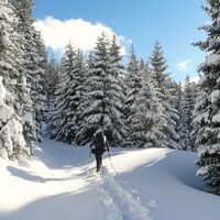 Der Weg führt meist auf Forststraßen