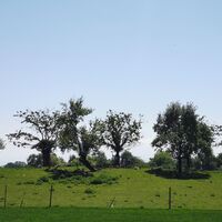 Rehe beim Schützenhaus Daisendorf