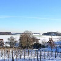 Apfelplantage in Werther