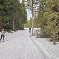 Wäldchen