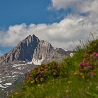 quirl-almrosen-muhs-panoramaweg-lasnitzen-c-anna-ladstaetter.jpg