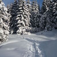Kurze Schneeschuhrunde auf der Stubalm_Almweide