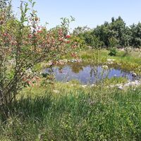 Werk La Nourrice (Oliver Nattes), ein essbarer Waldgarten