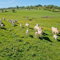 5-vaches charolaises©DSL71-COMZY