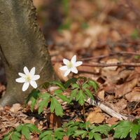 Frühjahrsblüher im Buchenwald an den Weserhängen