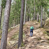 Aufstieg durch den Wald