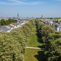 Poppelsdorfer Allee im Frühling