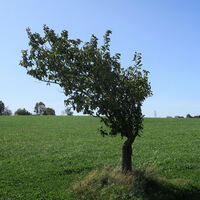 Windflüchter zeigen die Hauptwetterrichtung an.