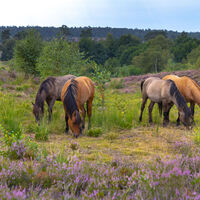 Dülmener Wildpferde im Radenbachtal