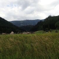 wider zurück in der Grießau