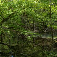 Sumpf im romantischen Waschtal