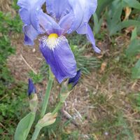 Flora
