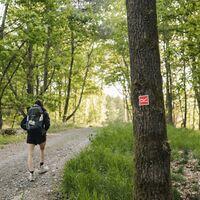 Wanderin auf dem Rothaarsteig bei Rodenbach