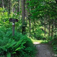 Der Rückweg zu „Alten Linde“ geht durch einen Kühlen Wald nach unten.