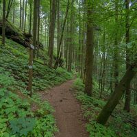 Auf dem Rodalber Felsenwanderweg