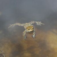 Zur Laichzeit im Frühling tummeln sich hier viele Kröten im Wasser.