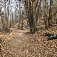 Weg im Wald