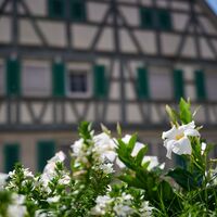 Fachwerkhaus Mundelsheim (Sommer Mundelsheim)