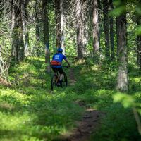 Im alten Fichtenwald auf dem Klosterwanderweg