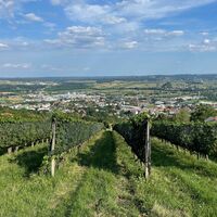 Weingärten über Hartberg