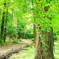 Lichter Laubwald am Wanderweg der VitalWanderWelt Obernberg