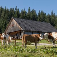 Feldwiesalm