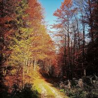 Am Weg zur Malleistenalm