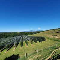 Apfelgarten, St. Ruprecht an der Raab, Oststeiermark
