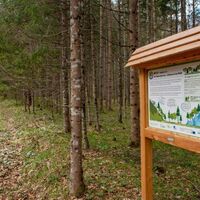 Klimafitter Wald