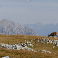 Steinböcke sind hier, im Vergleich zum Hochschwab, eher rar
