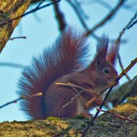Ohrdruf Eichhörnchen auf Futtersuche