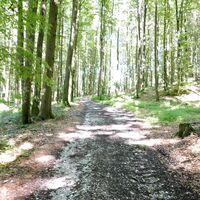 Forstweg Richtung Sonnleithen