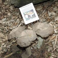 Pilzbskulptur am Packer Naturlehrpfad