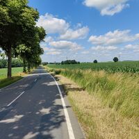 Alleeartige Landstraße zwischen Gerdau und Stadorf