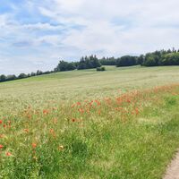 Mohnblumen entlang des Pfälzer Höhenwegs