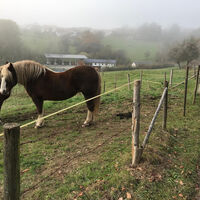 Pferde vor der Kläranlage