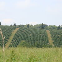 Weihnachtsbaumplantage