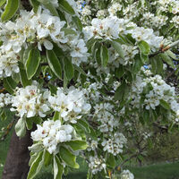Birnenblüte im Streuobstparadies