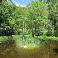 Biotop am Weiher