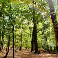 Unterwegs im Seehäuser Forst auf dem Försterweg