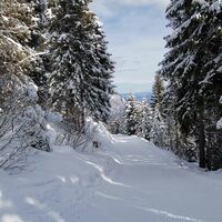 Schlittelpiste durch den Wald