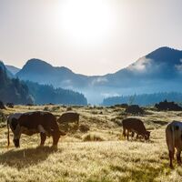 Pinzgauer Kühe im Drei Seen Gebiet
