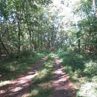 Waldweg entlang der Queichlinie (Hochufer/ Brand)