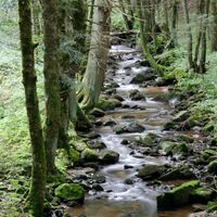 Bachlauf der Mettma