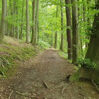 Waldrandweg