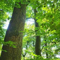 Wald am Felsenwanderweg