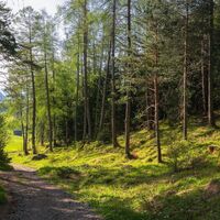 Reith Wiesenweg im Frühling - Weg durch den Wald mit Wiese in der Distanz.jpg