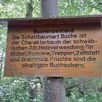 Die Buche, Charakterbaum der Schwäbischen Alb