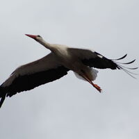 Storch Mittelweser